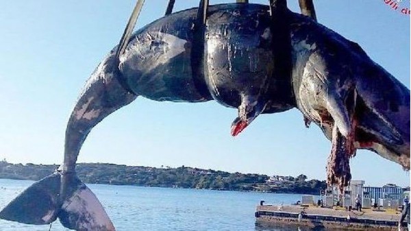 Un capodoglio di plastica