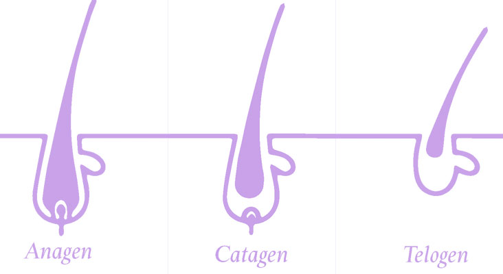 Anagen Catagen Telogen